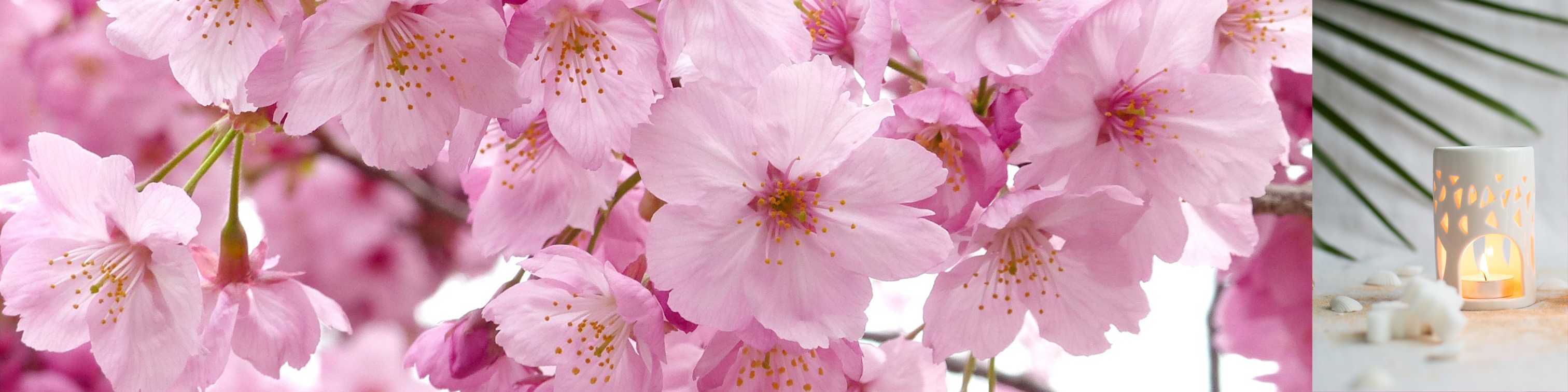 Fondant parfumé Fleur de Cerisier